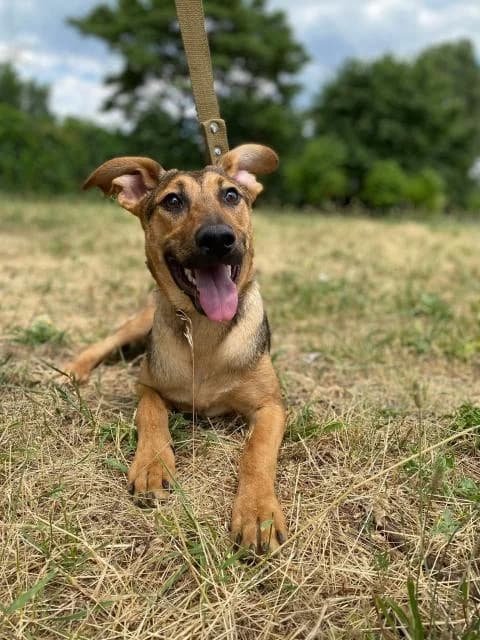 Dolli (Долли), female Mixed Breed for adoption at Дай лапу друг, Zaporizhzhia