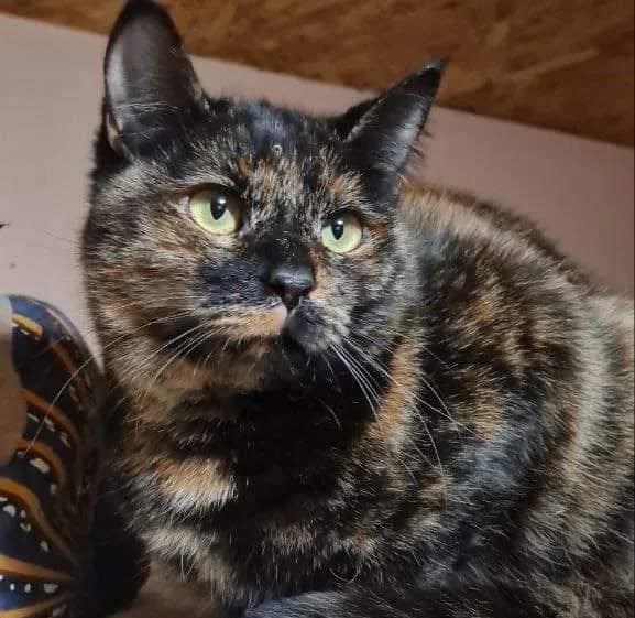 Dona (Дона), female 5yo Mixed Breed for adoption at Дай лапу друг, Zaporizhzhia