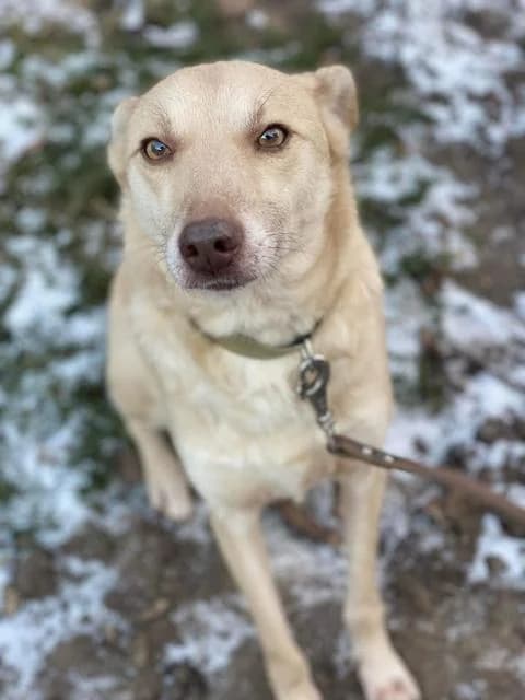 Foksik (Фоксик), male Mixed Breed for adoption at Дай лапу друг, Zaporizhzhia