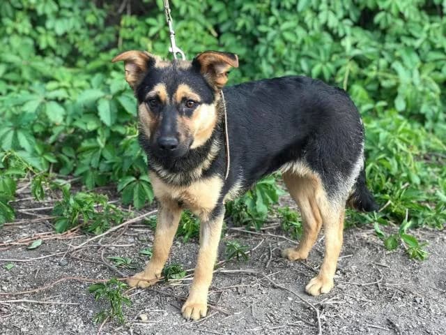 Gloriya (Глория), female Mixed Breed for adoption at Дай лапу друг, Zaporizhzhia