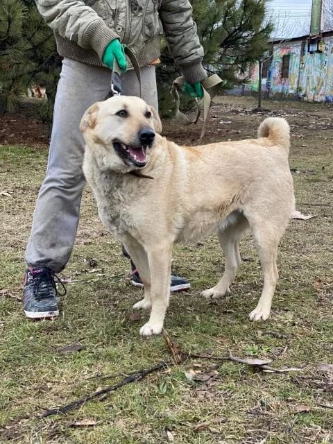 Lada (Лада), female Mixed Breed for adoption at Дай лапу друг, Zaporizhzhia