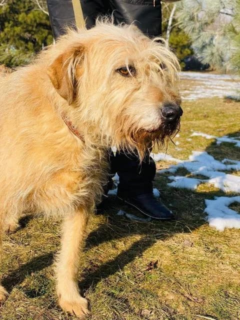 Marusya 2 (Маруся 2), female Mixed Breed for adoption at Дай лапу друг, Zaporizhzhia