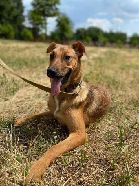Meggi (Мэгги), female Mixed Breed for adoption at Дай лапу друг, Zaporizhzhia