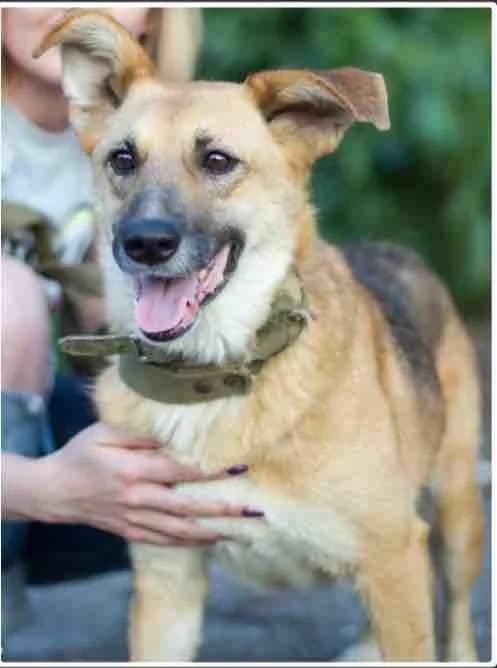 Mira (Мира), female Mixed Breed for adoption at Дай лапу друг, Zaporizhzhia