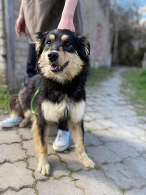 Mona (Мона), female Mixed Breed for adoption at Дай лапу друг, Zaporizhzhia