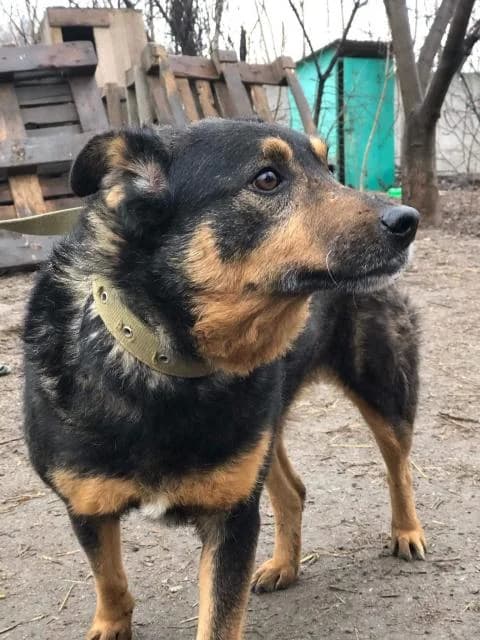 Nora (Нора), female Mixed Breed for adoption at Дай лапу друг, Zaporizhzhia