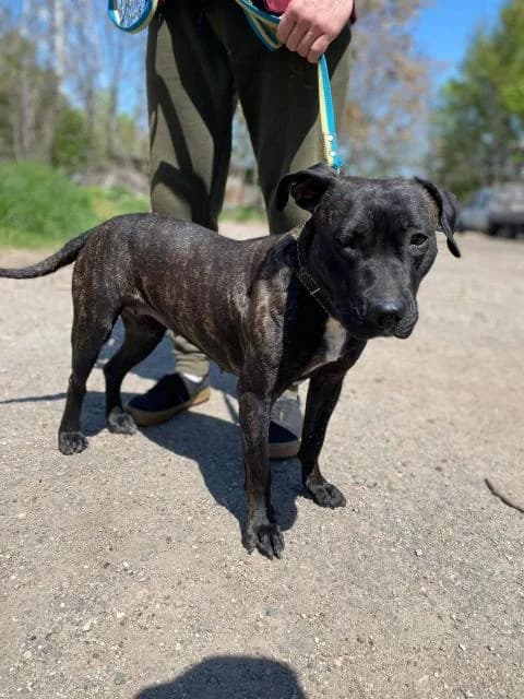 Tayra (Тайра), female Mixed Breed for adoption at Дай лапу друг, Zaporizhzhia