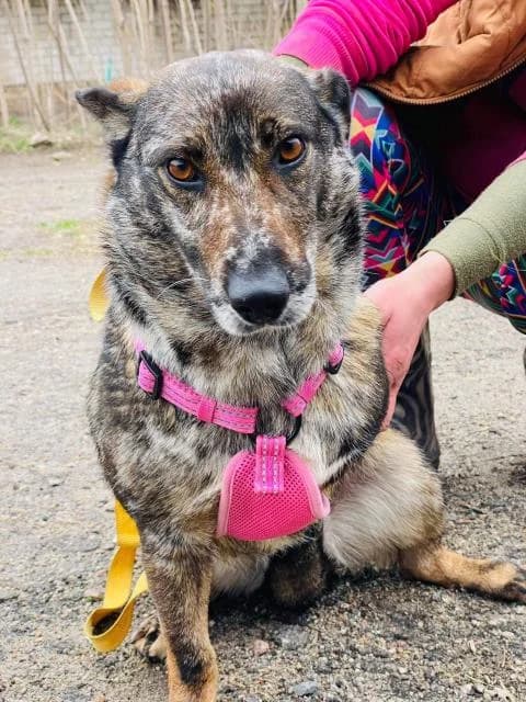 Pyatnashka (Пятнашка), female Mixed Breed for adoption at Дай лапу друг, Zaporizhzhia