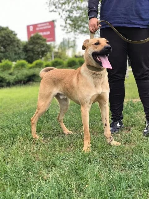 Red (Рэд),  Mixed Breed for adoption at Дай лапу друг, Zaporizhzhia