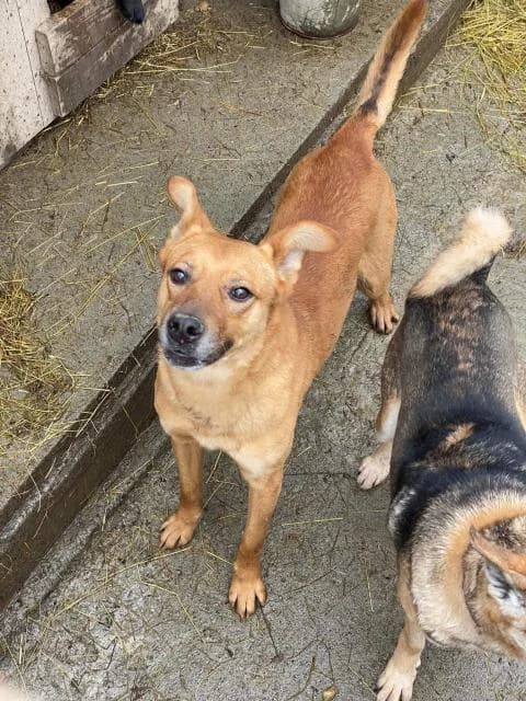 Ryzhik (Рыжик),  5yo Mixed Breed for adoption at Дай лапу друг, Zaporizhzhia