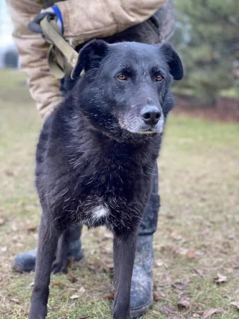 Sonya (Соня),  senior Mixed Breed for adoption at Дай лапу друг, Zaporizhzhia