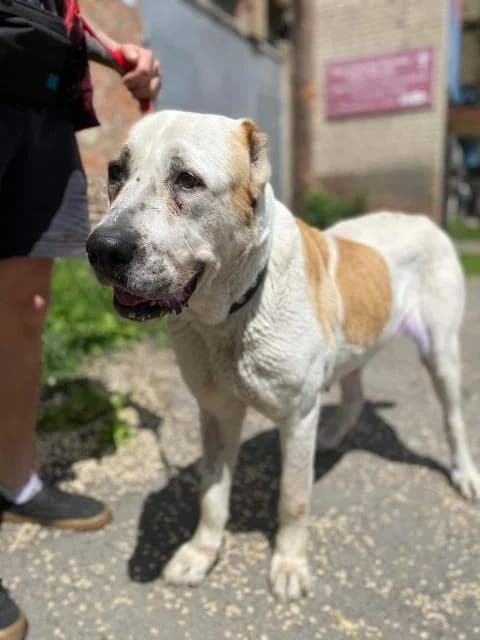 Terra (Терра), female Mixed Breed for adoption at Дай лапу друг, Zaporizhzhia