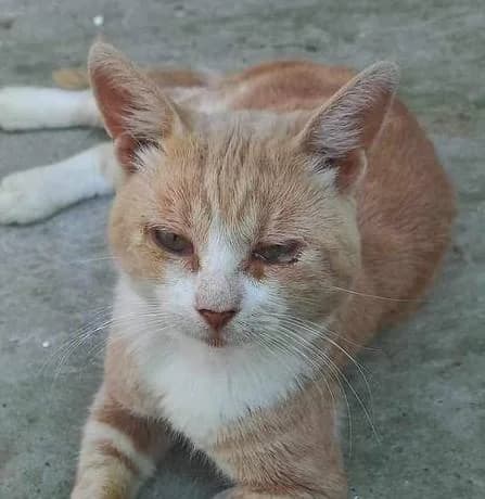 Tor (Тор), male Mixed Breed for adoption at Дай лапу друг, Zaporizhzhia