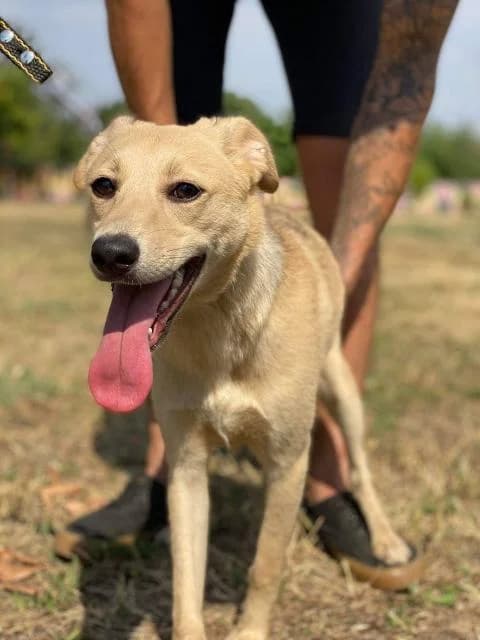 Umka (Умка), female Mixed Breed for adoption at Дай лапу друг, Zaporizhzhia
