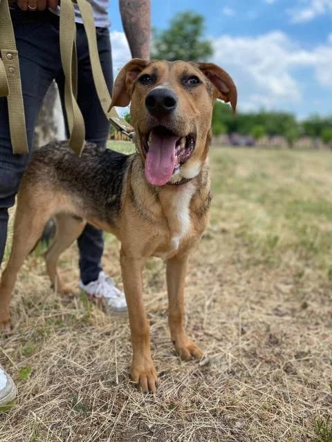 Zheka (Жека), male Mixed Breed for adoption at Дай лапу друг, Zaporizhzhia