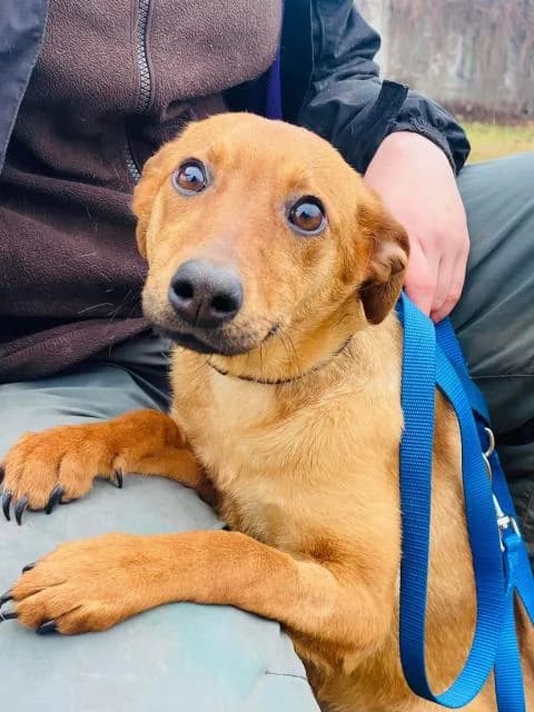 Zlata (Злата), female Mixed Breed for adoption at Дай лапу друг, Zaporizhzhia