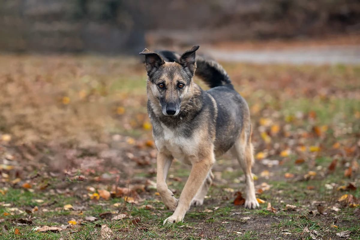 Pleysi (Плейсі), female 6yo Mixed Breed for adoption at Dobri Ruky, Kyiv