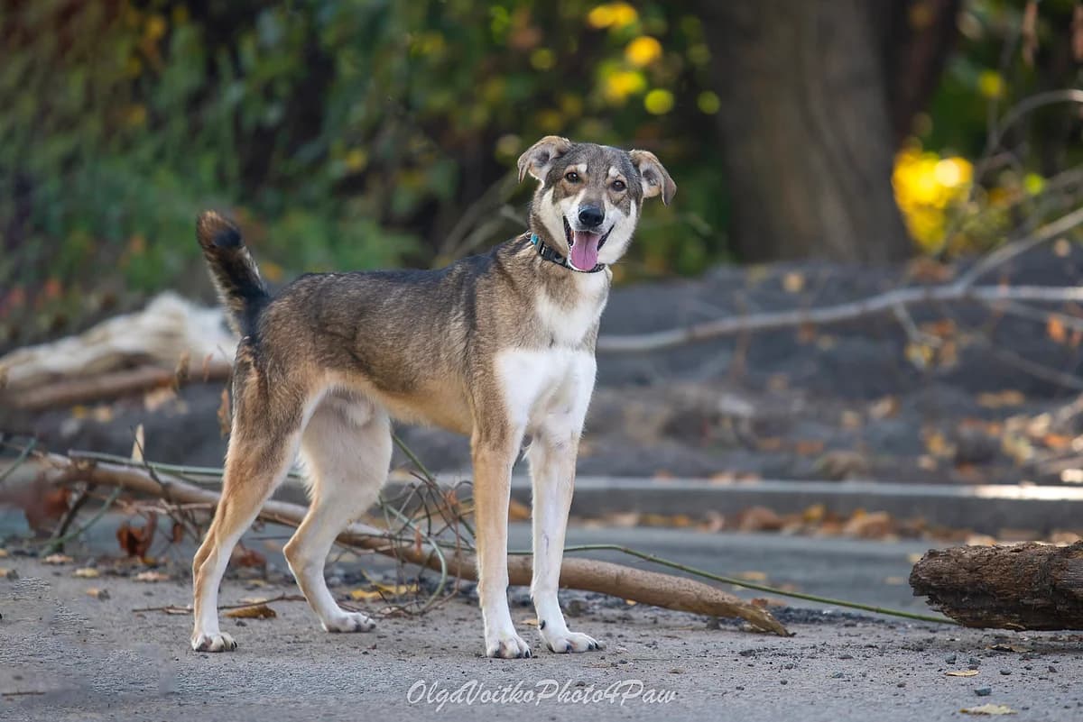 Urfan (Урфан), male Mixed Breed for adoption at Dobri Ruky, Kyiv