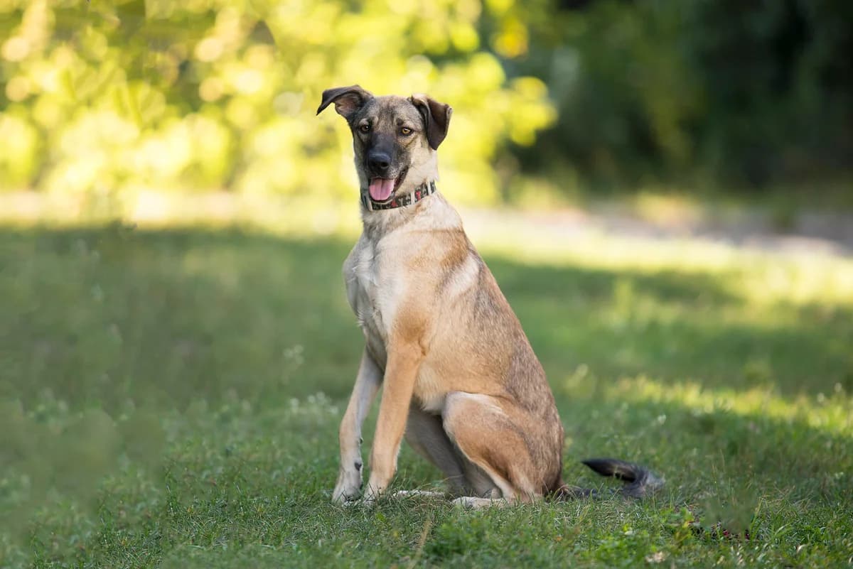 Uniti (Уніті), female Mixed Breed for adoption at Dobri Ruky, Kyiv
