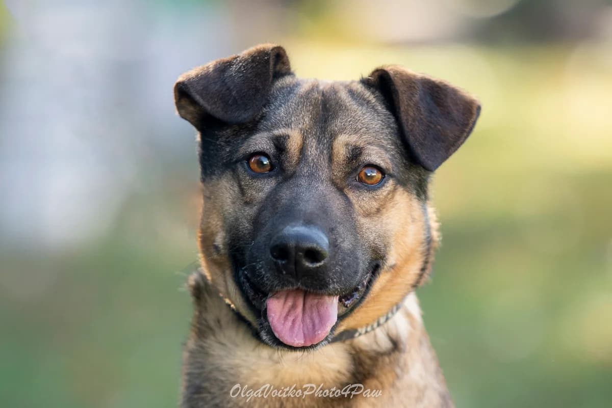 Eliot (Еліот), male Mixed Breed for adoption at Dobri Ruky, Kyiv