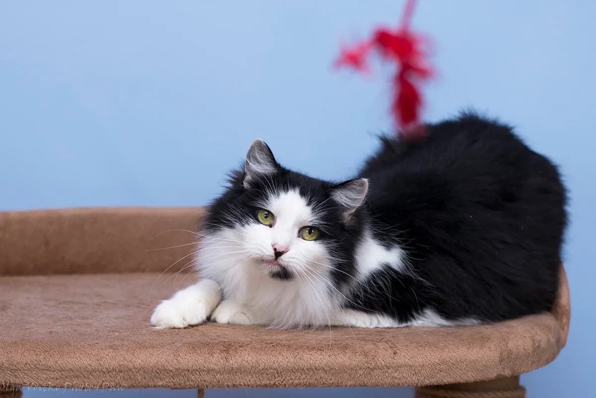 Fifina (Фіфіна), female Mixed Breed for adoption at Dobri Ruky, Kyiv