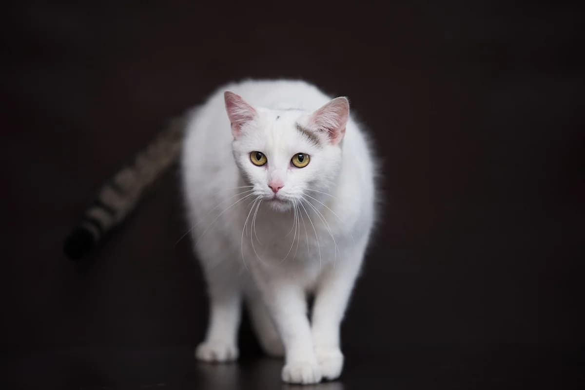 Iglu (Іглу), female Mixed Breed for adoption at Dobri Ruky, Kyiv