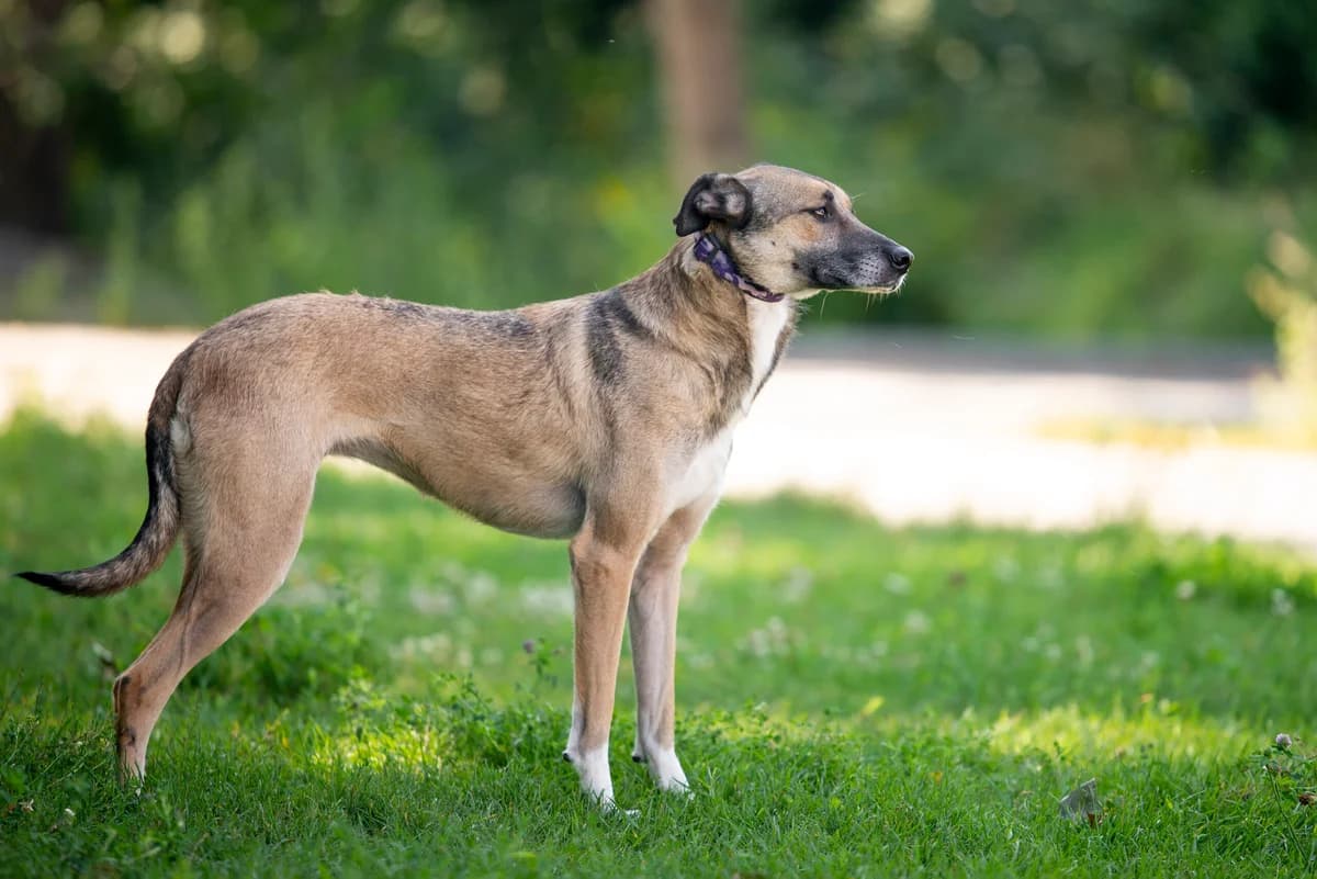 Yamsi (Ямсі), female Mixed Breed for adoption at Dobri Ruky, Kyiv