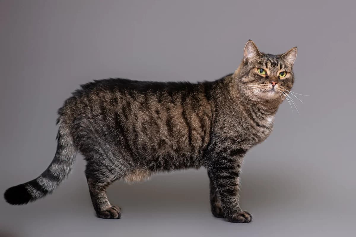 Ilka (Ілька), female Mixed Breed for adoption at Dobri Ruky, Kyiv