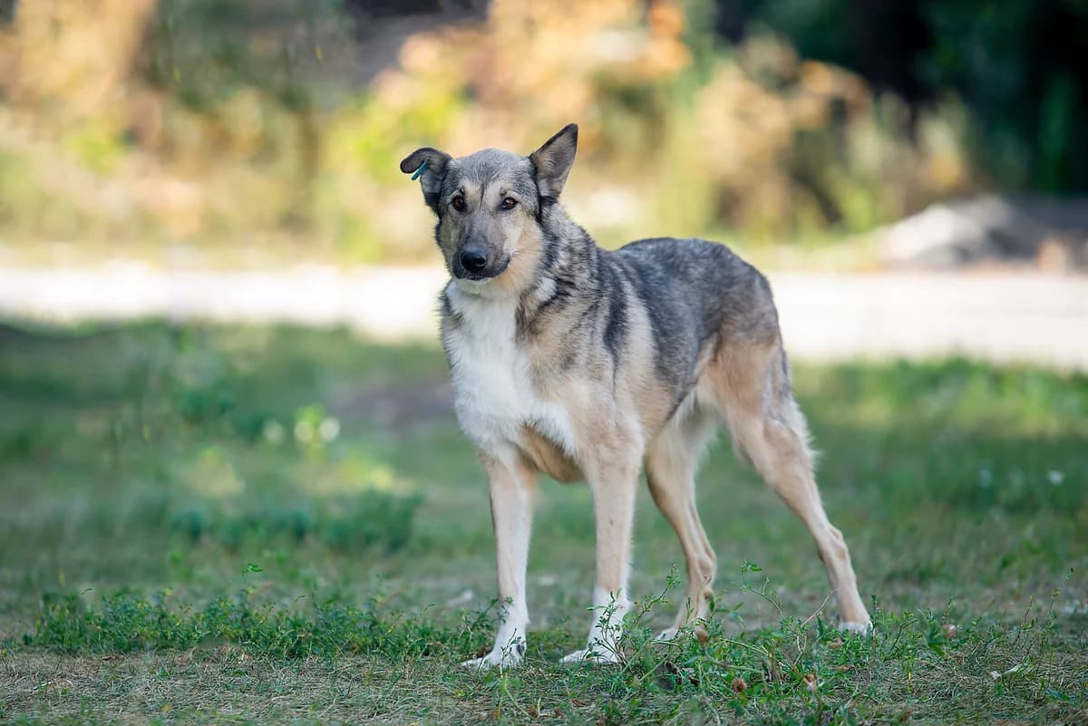 Lesya (Леся), female young Mixed Breed for adoption at Dobri Ruky, Kyiv