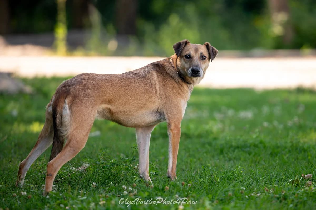 Yakhont (Яхонт), male Mixed Breed for adoption at Dobri Ruky, Kyiv