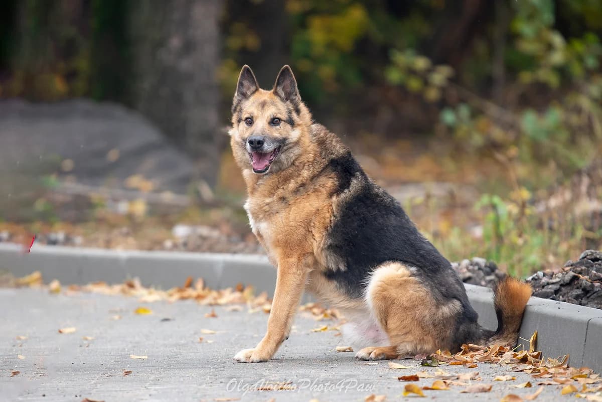 Grom (Гром), male Mixed Breed for adoption at Dobri Ruky, Kyiv