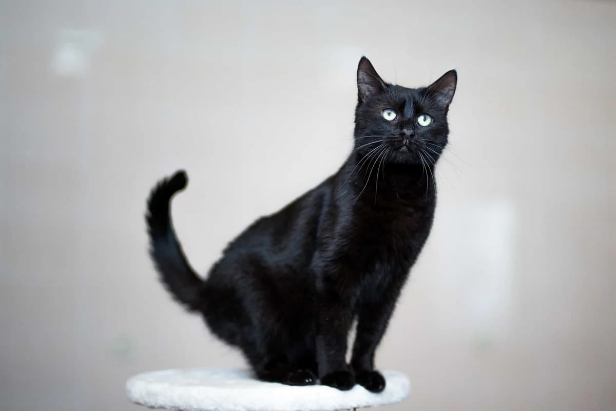 Olivka (Оливка),  Mixed Breed for adoption at Dobri Ruky, Kyiv