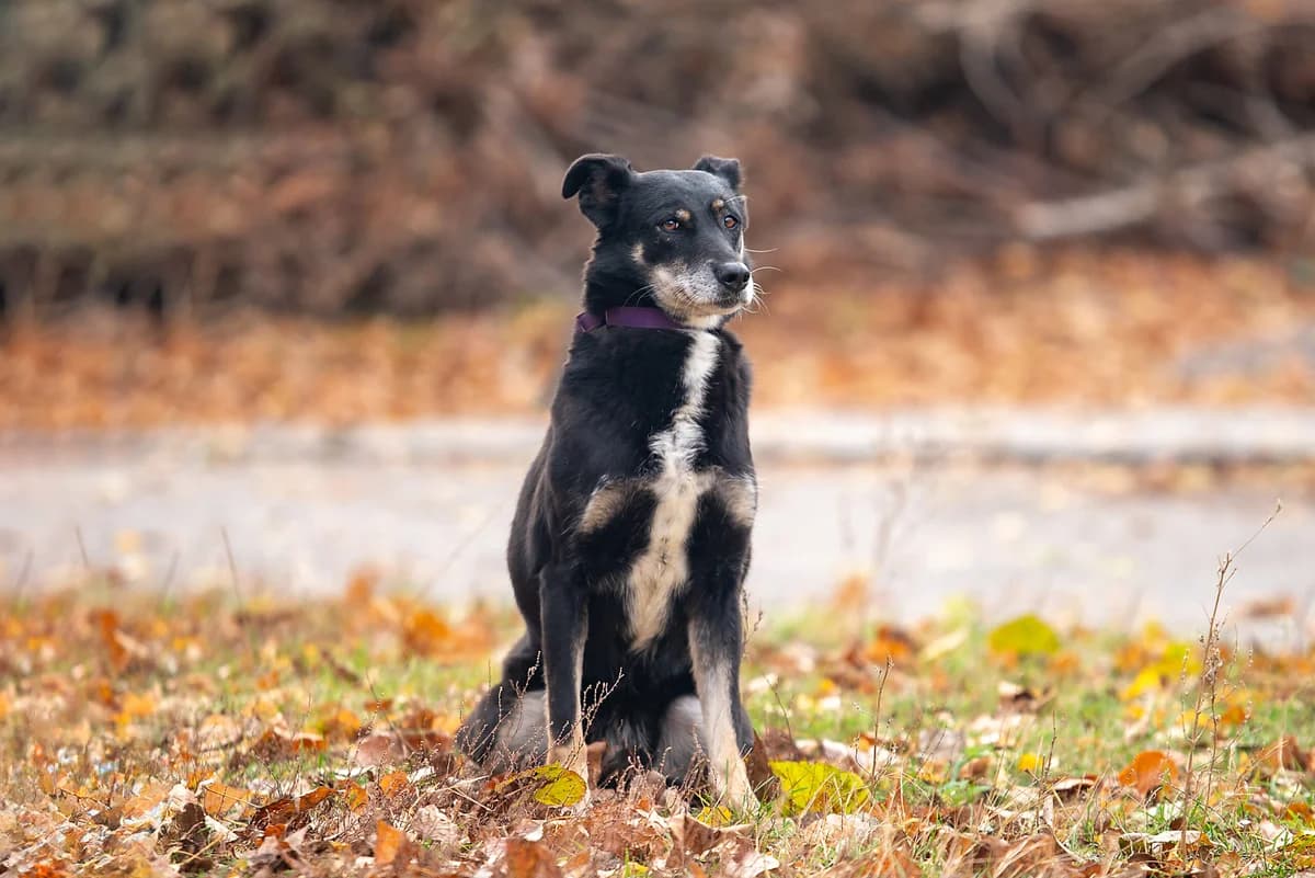 Silva (Сільва), female Mixed Breed for adoption at Dobri Ruky, Kyiv