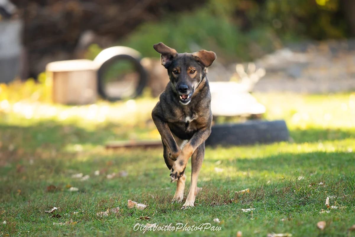 Sinay (Сінай), male Mixed Breed for adoption at Dobri Ruky, Kyiv