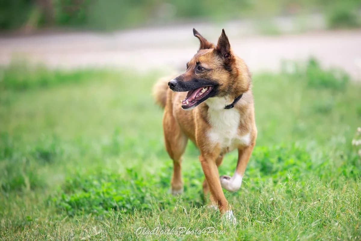 Shastya (Шастя), female Mixed Breed for adoption at Dobri Ruky, Kyiv