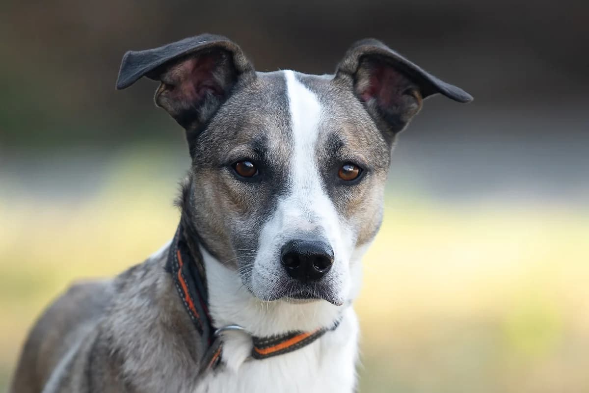 Yamir (Ямір), male Mixed Breed for adoption at Dobri Ruky, Kyiv