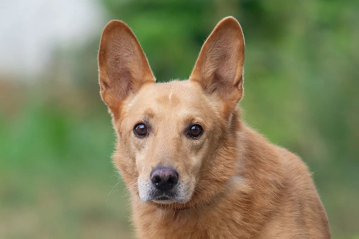 Fokster (Фокстер), male Mixed Breed for adoption at Dobri Ruky, Kyiv