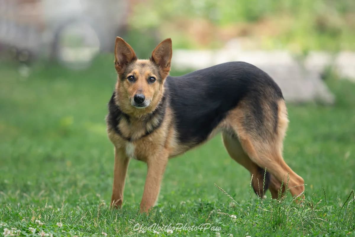 Pallada (Паллада), female Mixed Breed for adoption at Dobri Ruky, Kyiv