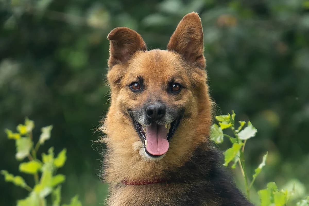 Saymon (Саймон), male Mixed Breed for adoption at Dobri Ruky, Kyiv
