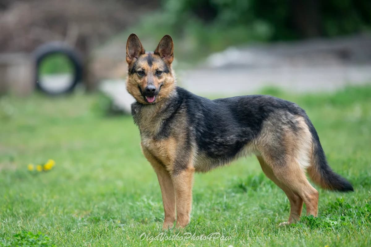 Zamira (Заміра), female Mixed Breed for adoption at Dobri Ruky, Kyiv