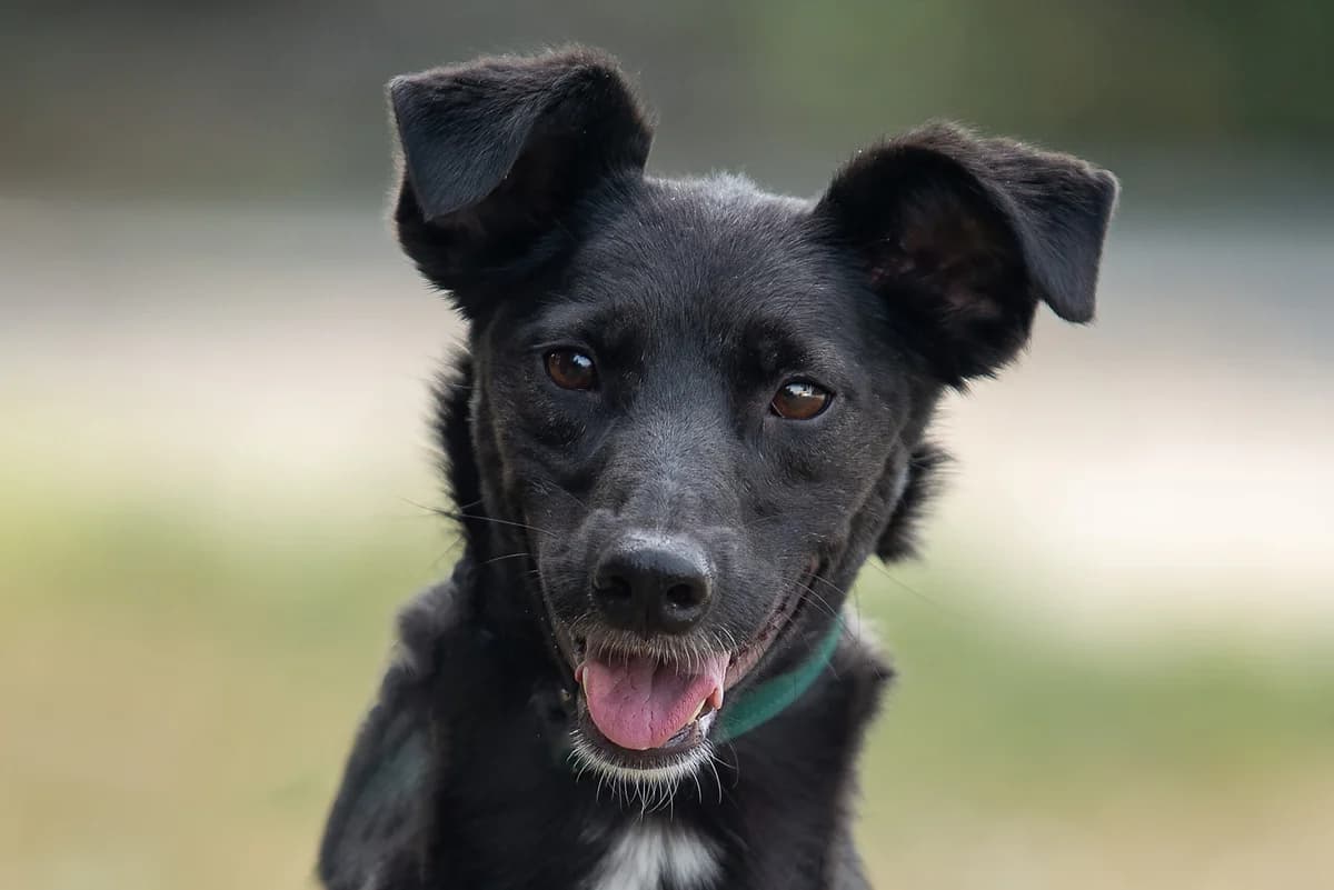 Yuna (Юна), female Mixed Breed for adoption at Dobri Ruky, Kyiv