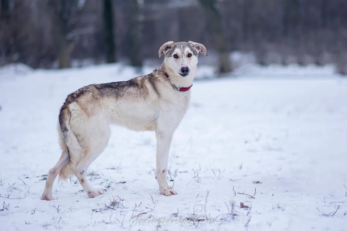Deni (Дені), male 3yo Mixed Breed for adoption at Dobri Ruky, Kyiv