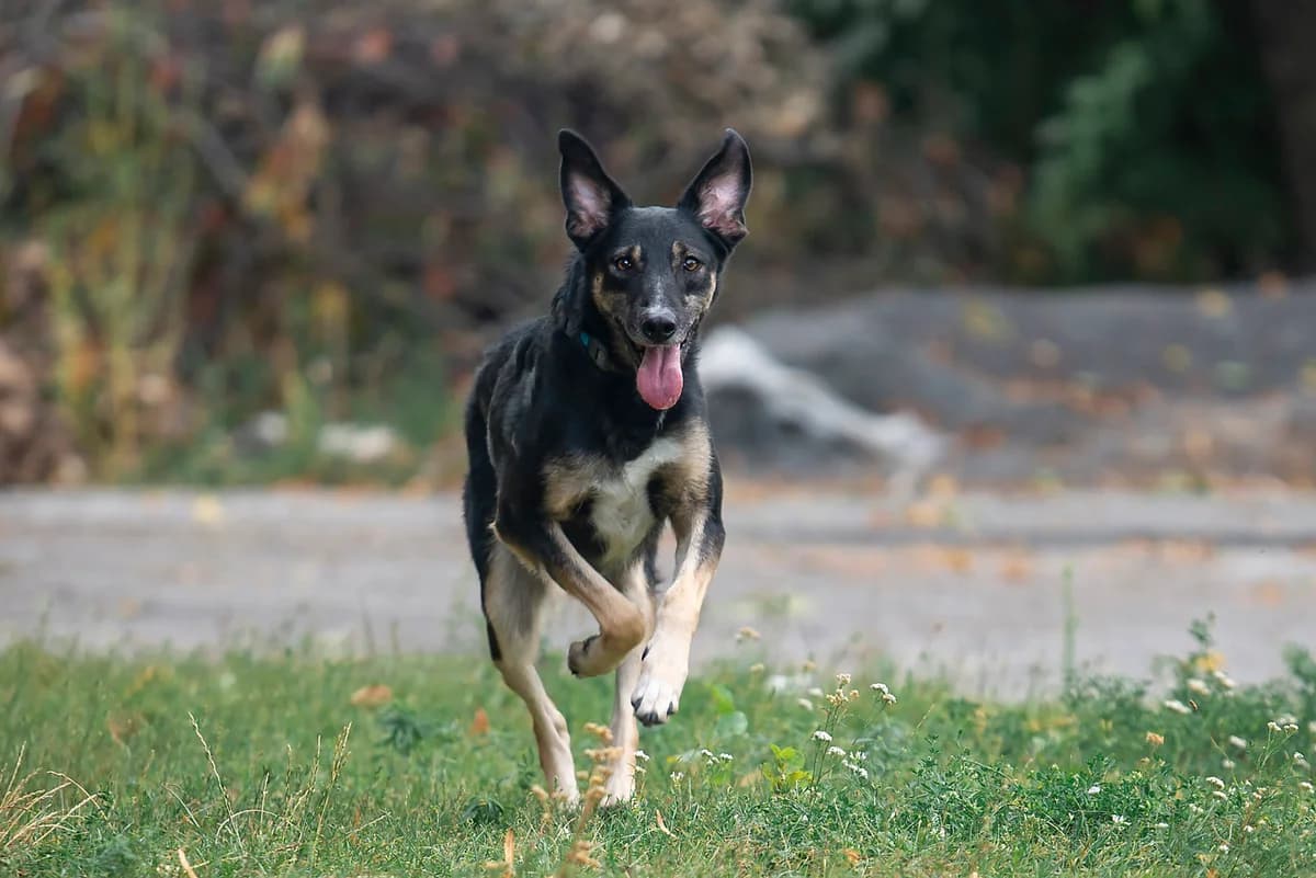 Dasti (Дасті), male Mixed Breed for adoption at Dobri Ruky, Kyiv