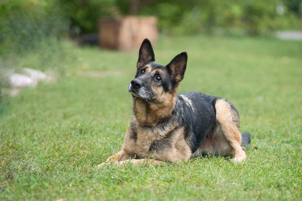 Zokhan (Зохан), male Mixed Breed for adoption at Dobri Ruky, Kyiv