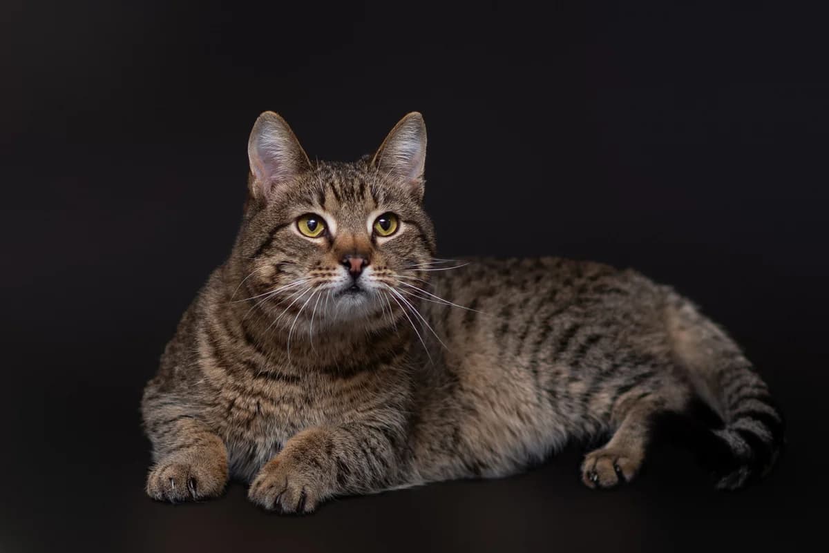 Liton (Літон), male Mixed Breed for adoption at Dobri Ruky, Kyiv