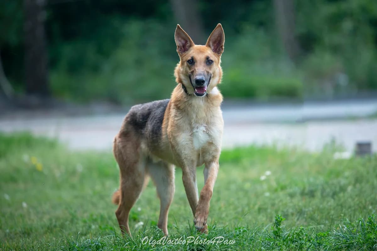 Vandik (Вандік), male Mixed Breed for adoption at Dobri Ruky, Kyiv