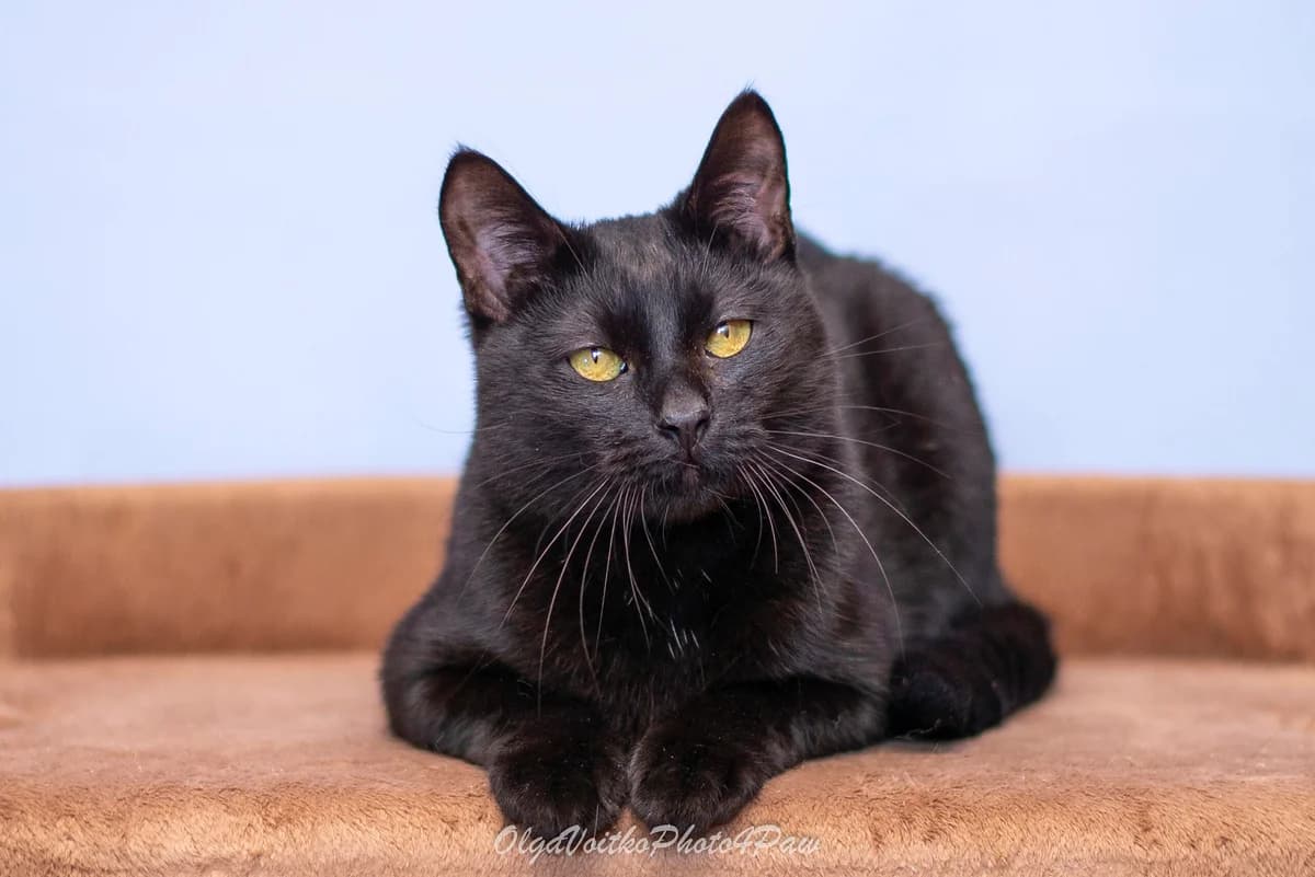 Gas (Гас), Mixed Breed for adoption at Dobri Ruky, Kyiv