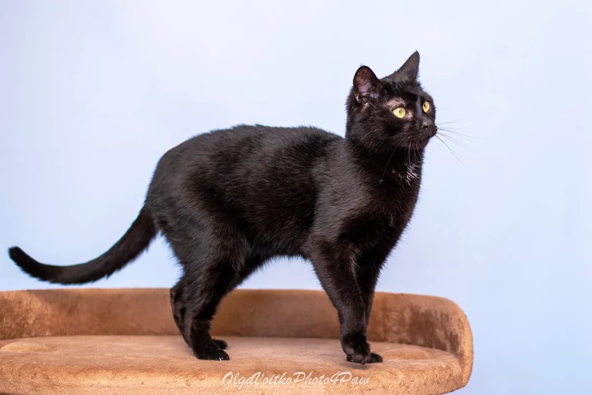 Tobias (Тобіас), male Mixed Breed for adoption at Dobri Ruky, Kyiv