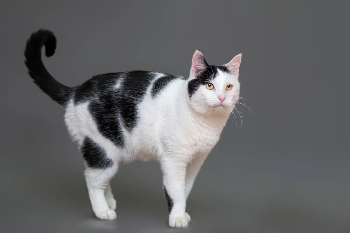 Shem (Шем), male Mixed Breed for adoption at Dobri Ruky, Kyiv