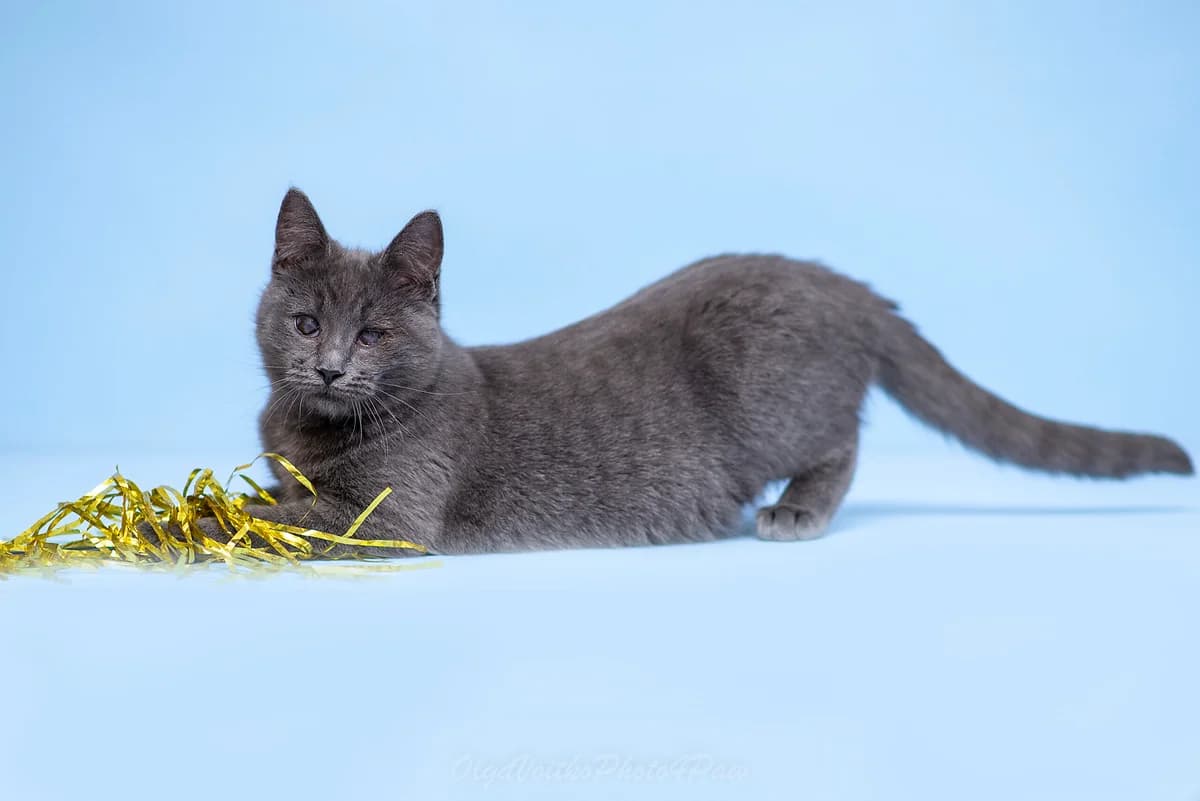 Olberto (Ольберто), male Mixed Breed for adoption at Dobri Ruky, Kyiv